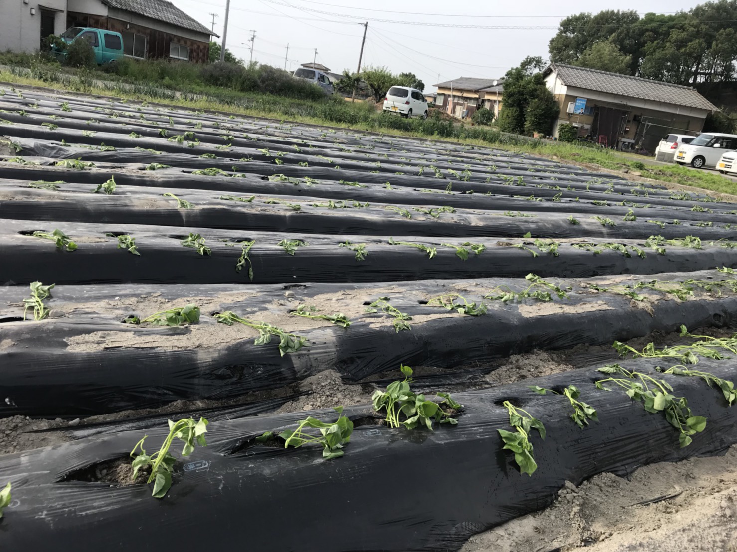 さつま芋苗植え