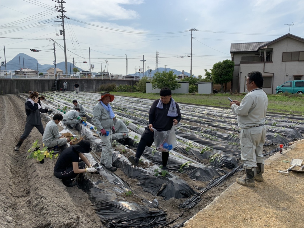 芋の苗植え