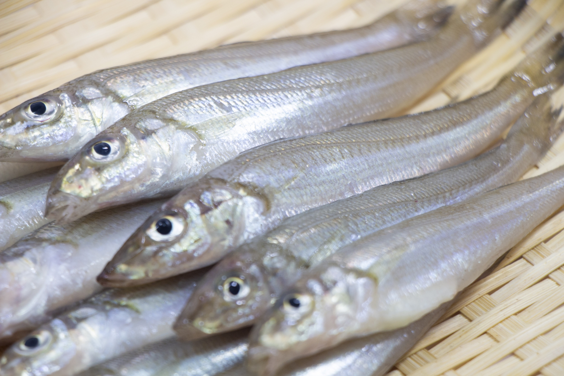 キス釣り大会を開催します